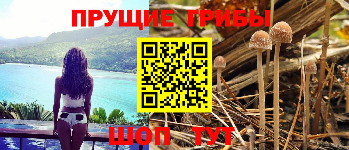 Галлюциногенные грибы Psilocybe  Вход с VPN  Кимры 